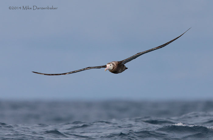 Wandering Albatross (Diomedea exulans) photo
