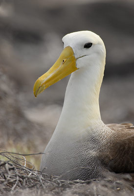 Waved Albatross (Diomedea irrorata) photo