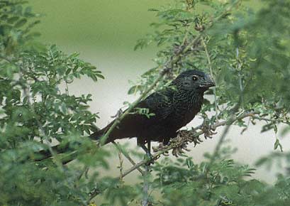Groove-billed Ani (Crotophaga sulcirostris) photo image