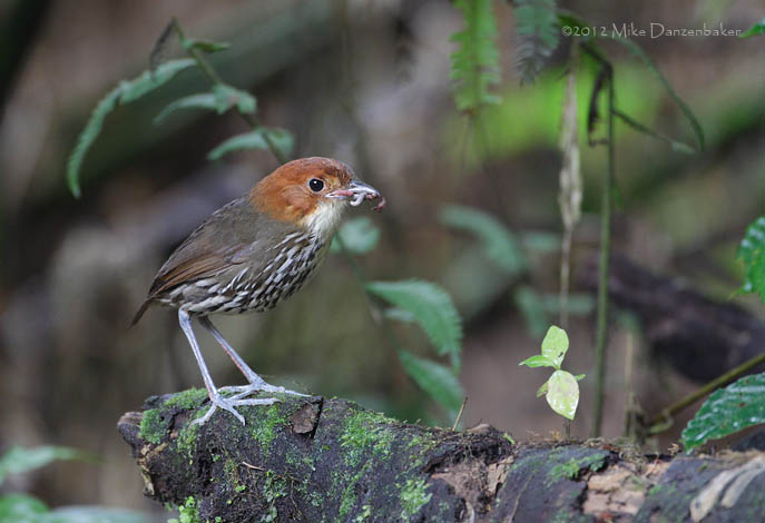 Chestnut-crowned Antpitta (Grallaria ruficapilla) photo