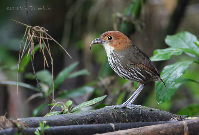 Chestnut-crowned Antpitta (Grallaria ruficapilla) photo