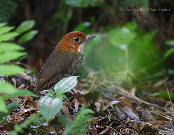 Chestnut-crowned Antpitta (Grallaria ruficapilla) photo