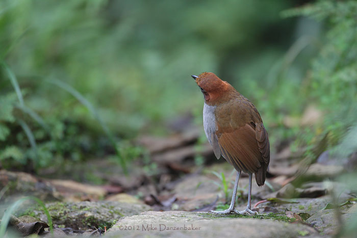 Chestnut-naped Antpitta (Grallaria nuchalis) photo