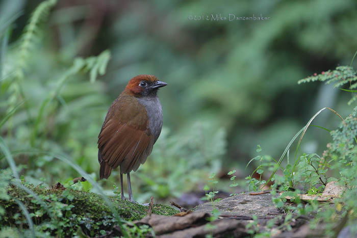 Chestnut-naped Antpitta (Grallaria nuchalis) photo