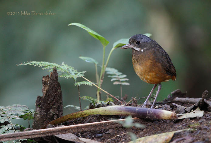 Moustached Antpitta (Grallaria alleni) photo