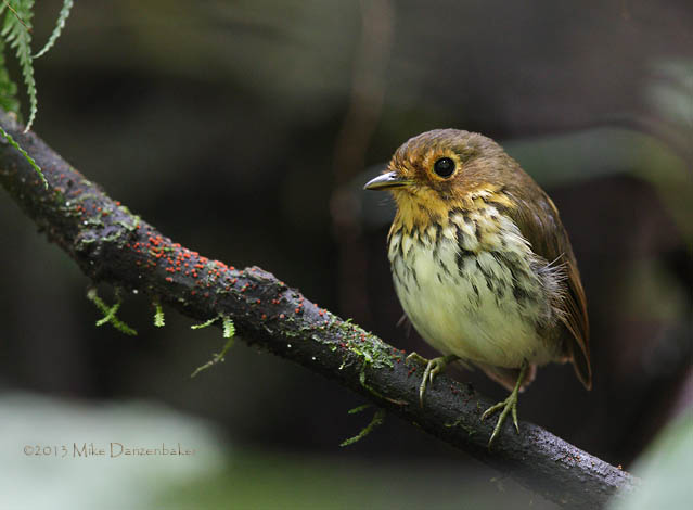 Ochre-breasted Antpitta (Grallaricula flavirostris) photo