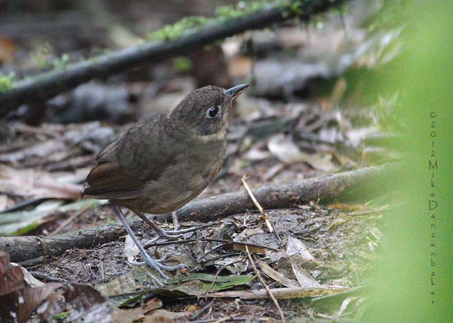 Plain-backed Antpitta (Grallaria haplonota) photo