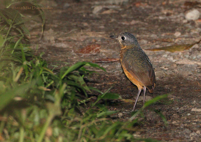 Scaled Antpitta (Grallaria guatimalensis) photo