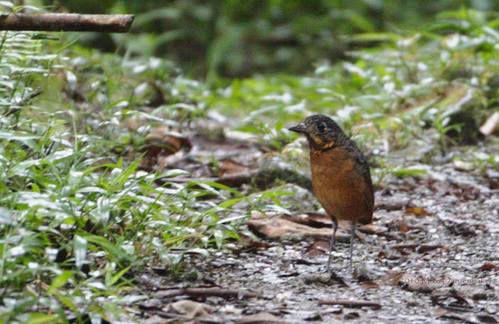 Scaled Antpitta (Grallaria guatimalensis) photo