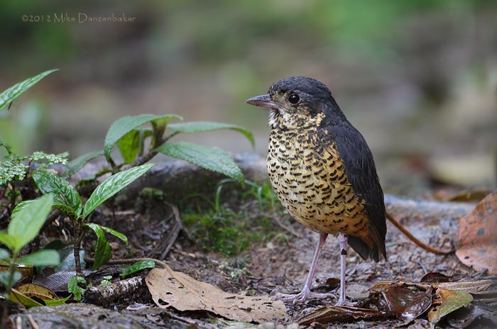 Undulated Antpitta (Grallaria squamigera) photo