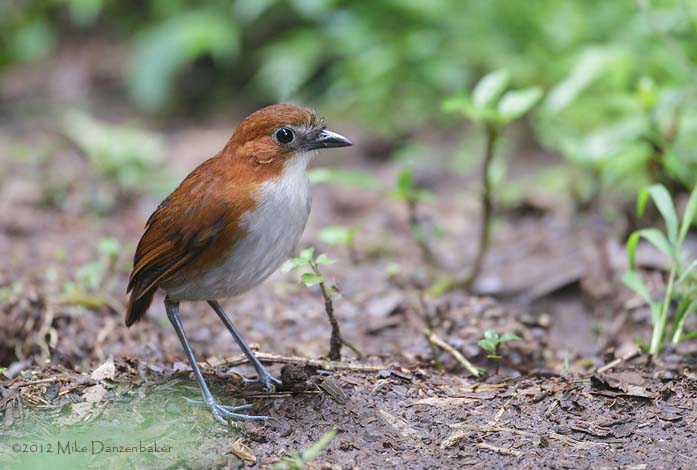 White-bellied Antpitta (Grallaria hypoleuca) photo