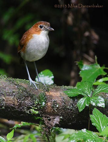 White-bellied Antpitta (Grallaria hypoleuca) photo