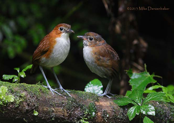 White-bellied Antpitta (Grallaria hypoleuca) photo