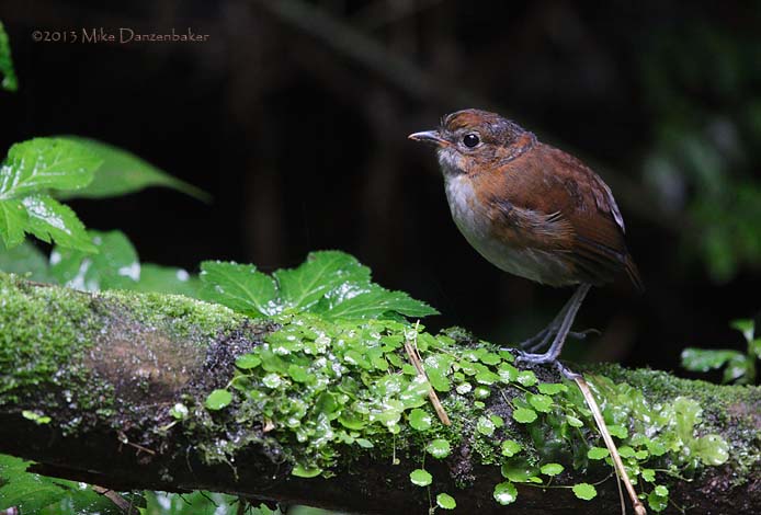 White-bellied Antpitta (Grallaria hypoleuca) photo