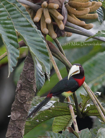 Ivory-billed Aracari (Pteroglossus azara) photo