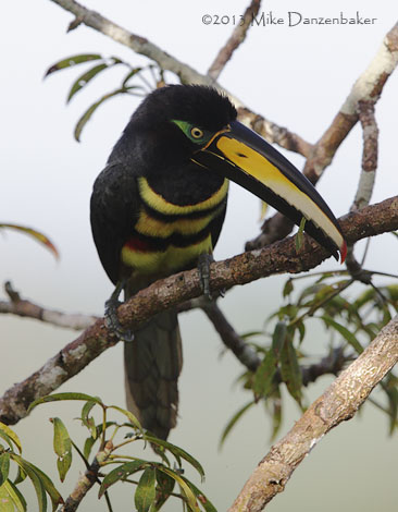 Many-banded Aracari (Pteroglossus pluricinctus) photo