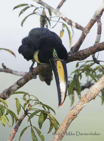 Many-banded Aracari (Pteroglossus pluricinctus) photo