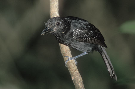 Black-hooded Antshrike (Thamnophilus bridgesi) photo
