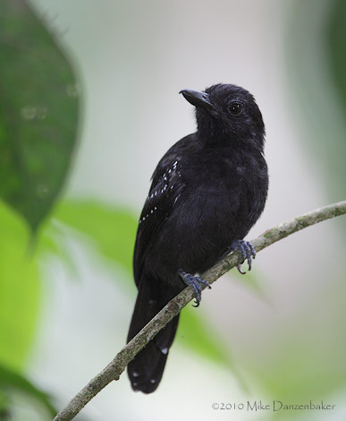 Black-hooded Antshrike (Thamnophilus bridgesi) photo