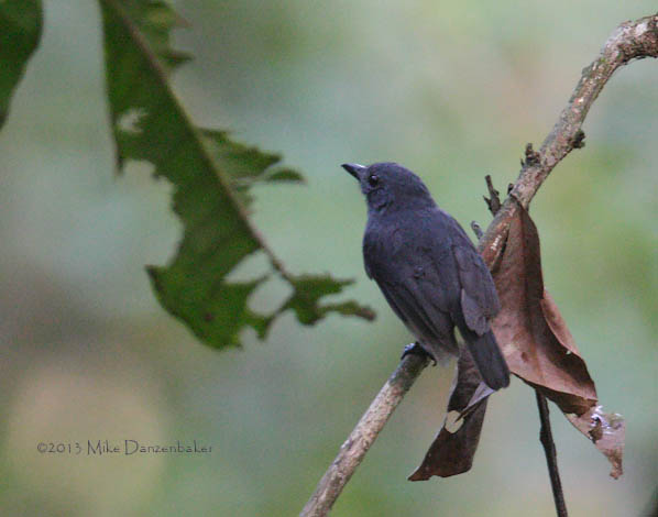 Cinereous Antshrike (Thamnomanes caesius) photo
