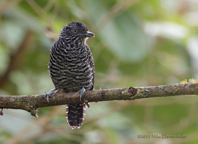 Lined Antshrike (Thamnophilus tenuepunctatus) photo