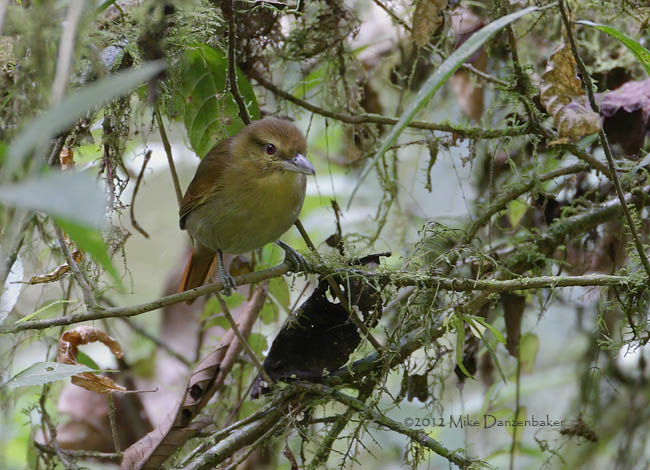 Russet Antshrike (Thamnistes anabatinus) photo