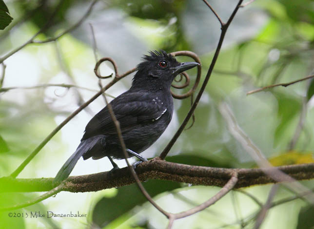 White-shouldered Antshrike (Thamnophilus aethiops) photo