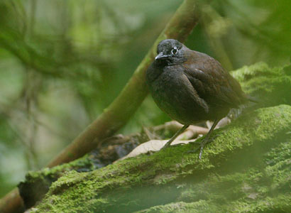 Black-headed Antthrush (Formicarius analis) photo