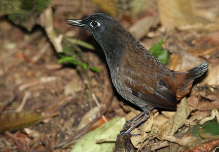Black-headed Antthrush (Formicarius analis) photo