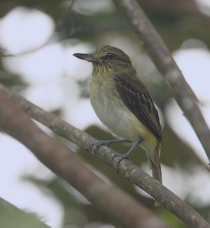 Bright-rumped Attila (Attila spadiceus) photo