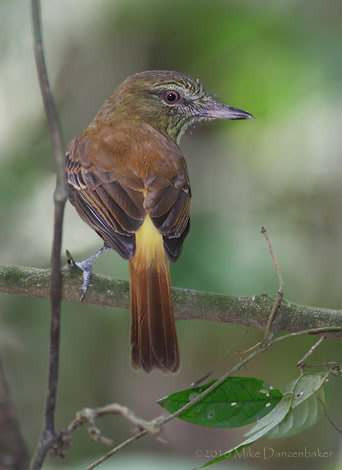 Bright-rumped Attila (Attila spadiceus) photo