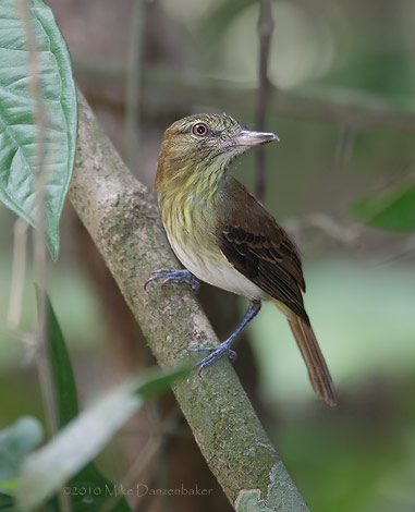 Bright-rumped Attila (Attila spadiceus) photo