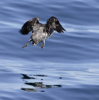 Cassin's Auklet (Ptychoramphus aleuticus) photo