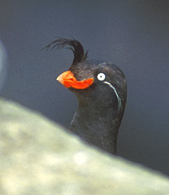 Crested Auklet (Aethia cristatella) photo image