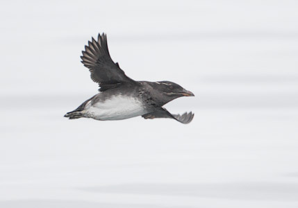 Rhinoceros Auklet (Cerorhinca monocerata) photo