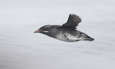 Rhinoceros Auklet (Cerorhinca monocerata) photo