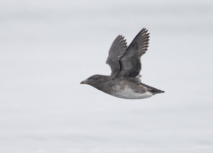 Rhinoceros Auklet (Cerorhinca monocerata) photo