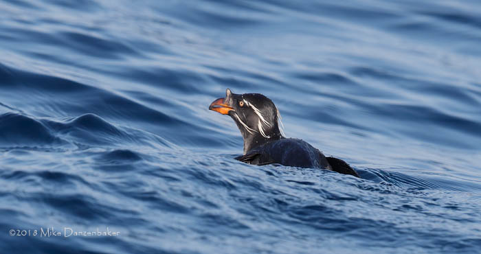 Rhinoceros Auklet (Cerorhinca monocerata) photo