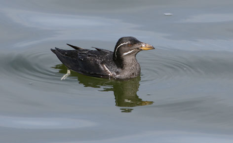 Rhinoceros Auklet (Cerorhinca monocerata) photo