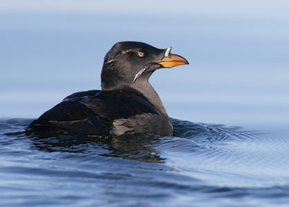 Rhinoceros Auklet (Cerorhinca monocerata) photo