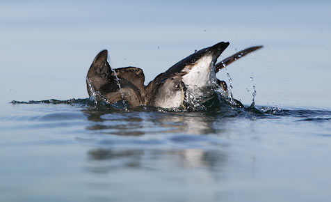 Rhinoceros Auklet (Cerorhinca monocerata) photo