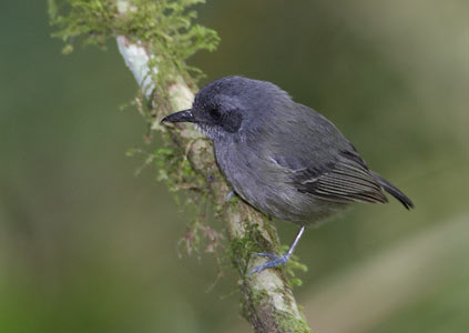Plain Antvireo (Dysithamnus mantalis) photo