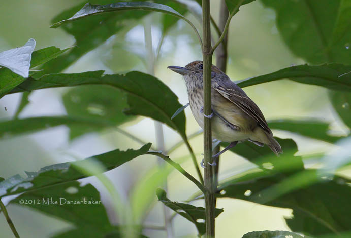 Streak-crowned Antvireo (Dysithamnus striaticeps) photo