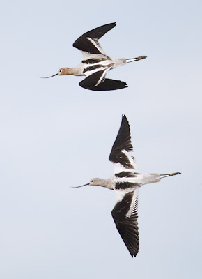 American Avocet (Recurvirostra americana) photo