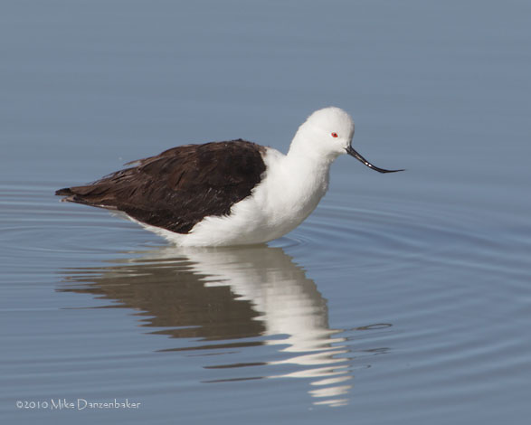 Andean Avocet (Recurvirostra andina) photo
