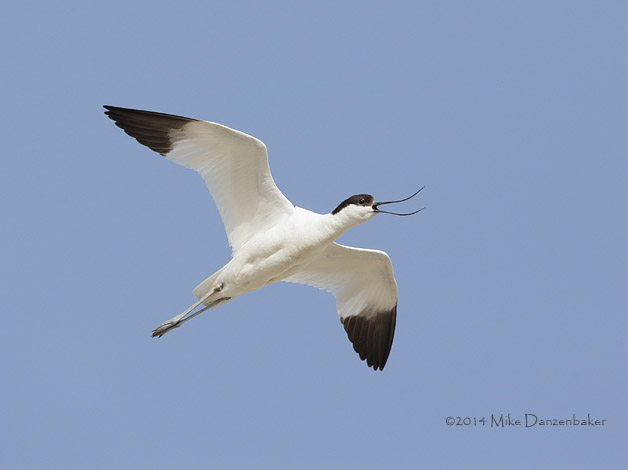 Pied Avocet (Recurvirostra avosetta) photo
