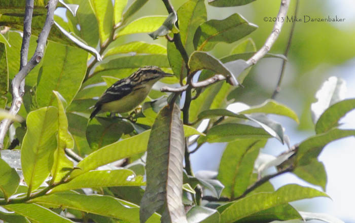 Short-billed Antwren (Myrmotherula ignota obscura) photo
