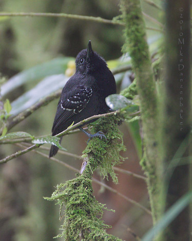 Slaty Antwren (Myrmotherula schisticolor) photo