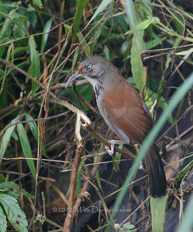 Black-necklaced Scimitar Babbler (Pomatorhinus erythrocnemis) photo