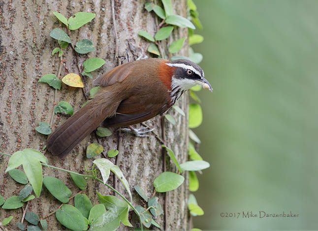 Taiwan Scimitar Babbler (Pomatorhinus musicus) photo